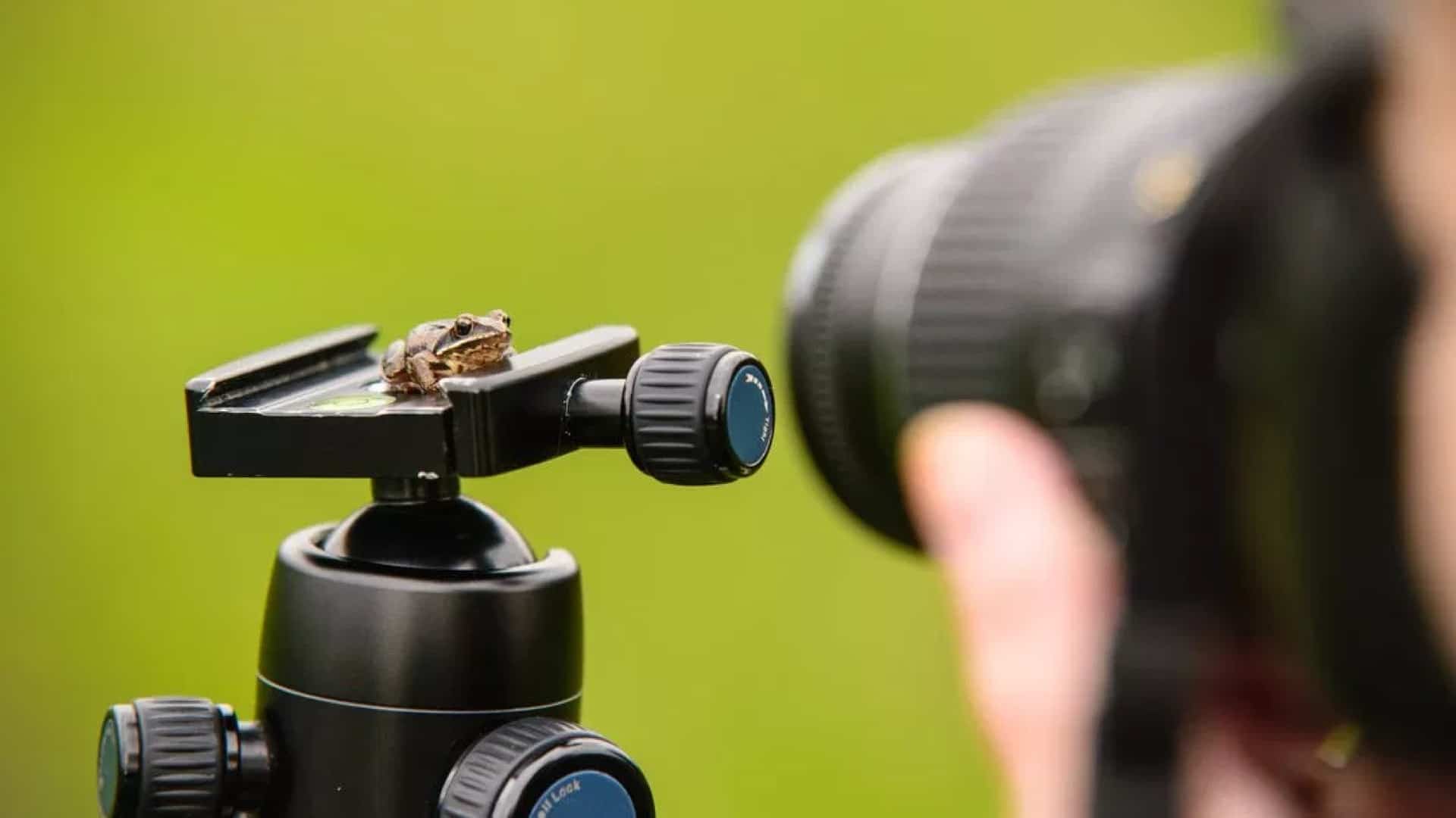 A Guide to Macro Photography and Choosing the Best Camera for You