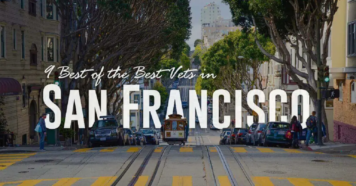 Best Vets in San Francisco